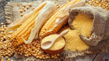 Commodity Market: मक्के पर कंट्रोल ऑर्डर लाने की मांग हुई तेज, क्या सरकार पूरी करेगी किसानों की मांग, क्या कहते है बाजार जानकार