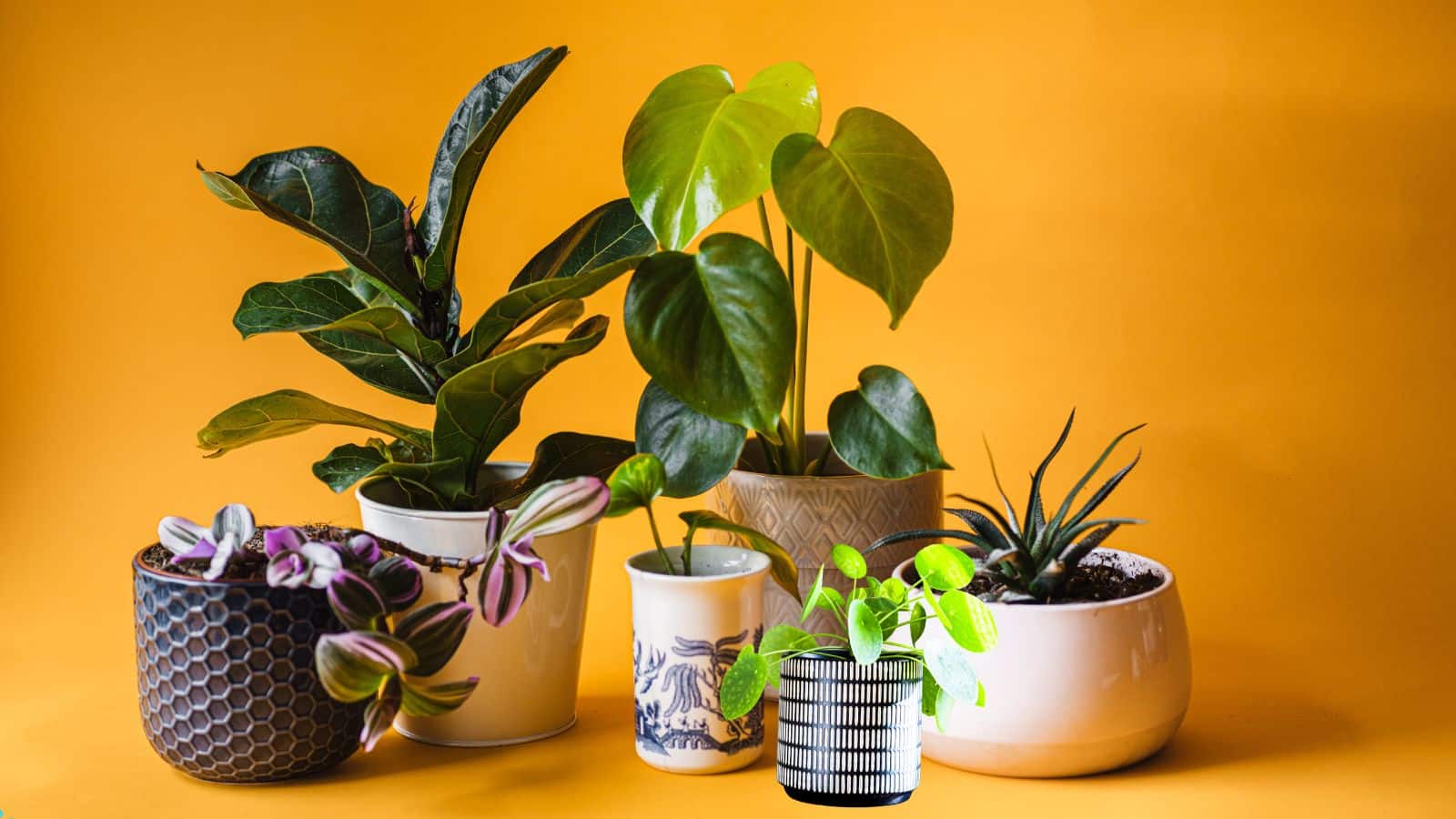 Money Plant: सूखने लगा है आपका मनी प्लांट? गमले में डालें ये चीजें फिर दिखेगी कमाल की हरियाली Money Plant: सूखने लगा है आपका मनी प्लांट? गमले में डालें ये चीजें फिर दिखेगी कमाल की हरियाली