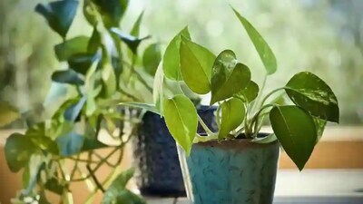 Gardening tips:  सर्दियों में मनी प्लांट को हरा-भरा बनाए रखने के लिए नीम खली का इस्तेमाल करें