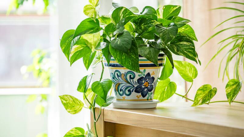 Gardening Tips: मनी प्लांट की जड़ों को बनाएं मजबूत, सिर्फ इन आसान टिप्स से पौधे को दें नई जान Gardening Tips: मनी प्लांट की जड़ों को बनाएं मजबूत, सिर्फ इन आसान टिप्स से पौधे को दें नई जान