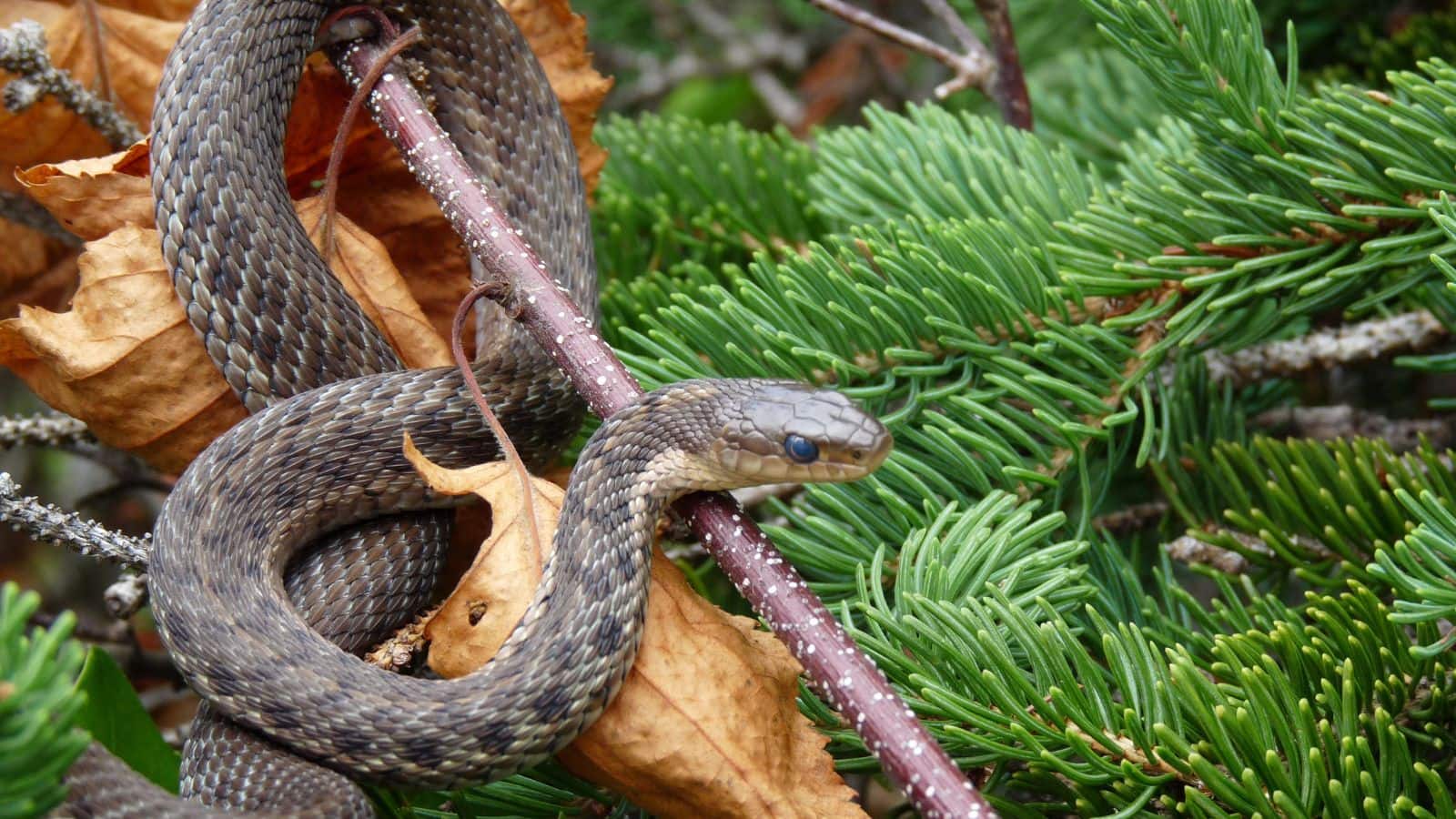 Snake: सांप भी होते हैं ‘कुम्भकरण’!  सोते हैं इतने घंटे, वजह जानकर रह जाएंगे हैरान