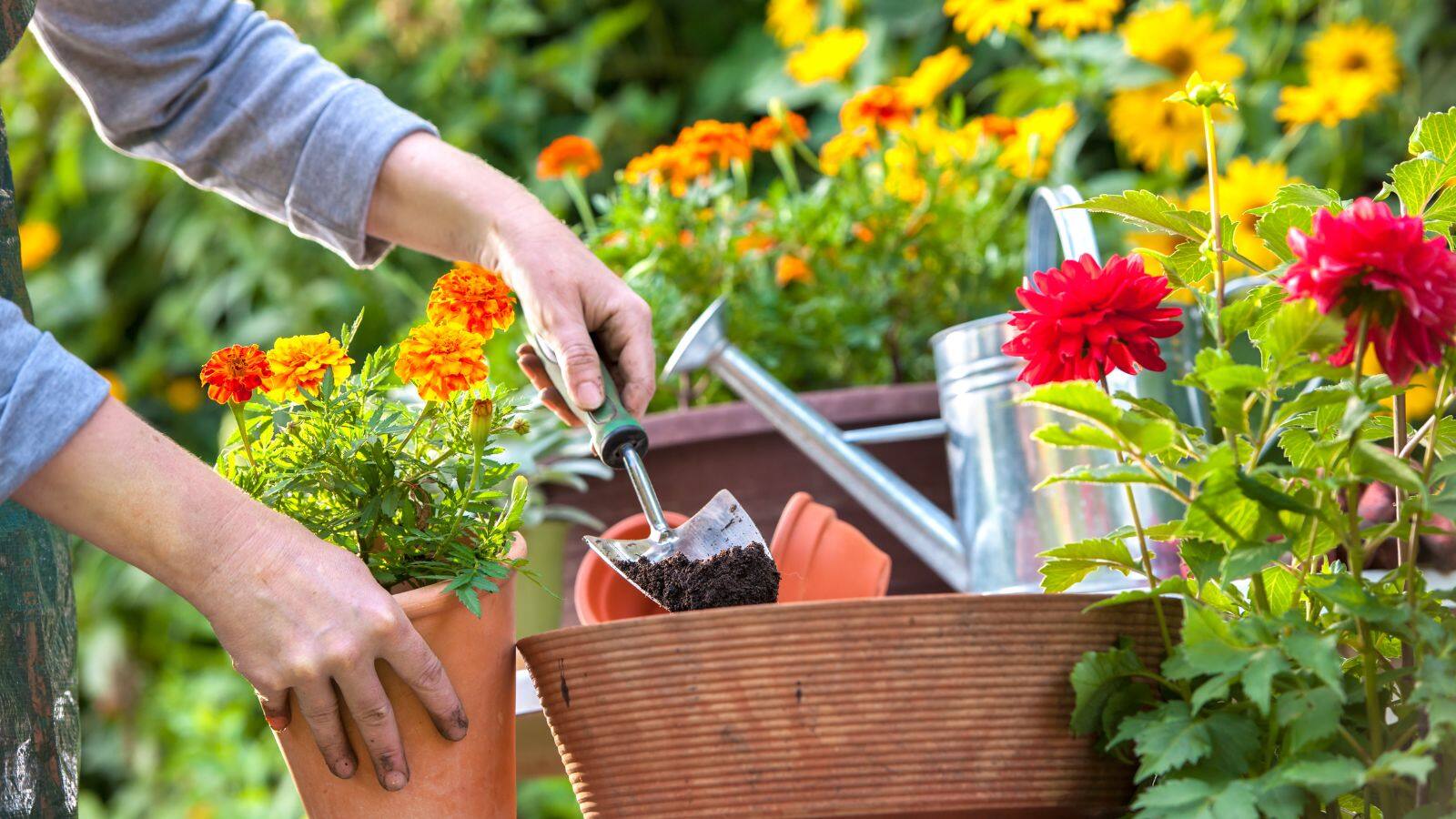 Gardening Tips: गलत खाद डालने से पौधे मर रहे हैं? अपनाएं ये देसी जुगाड़ और देखें कमाल Gardening Tips: गलत खाद डालने से पौधे मर रहे हैं? अपनाएं ये देसी जुगाड़ और देखें कमाल