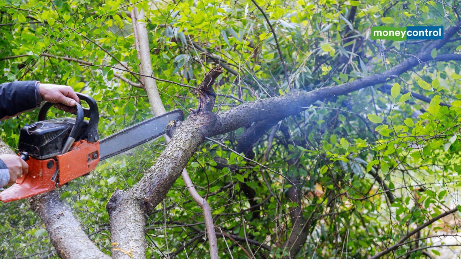 Tree Cutting Laws 