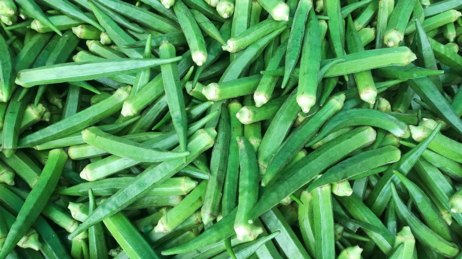 Lady Finger Buying Tips: भिंडी खरीदने से पहले जरूर जानें ये 8 आसान टिप्स, खराब नहीं होगी सब्जी