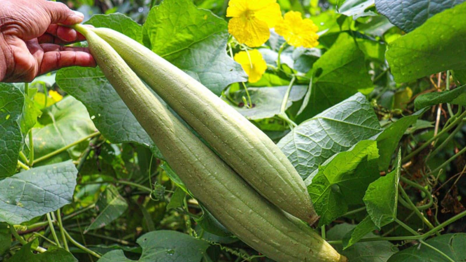 Tips and Tricks: नेनुआ छीलने में परेशानी? अपनाएं ये आसान टिप्स और ट्रिक्स