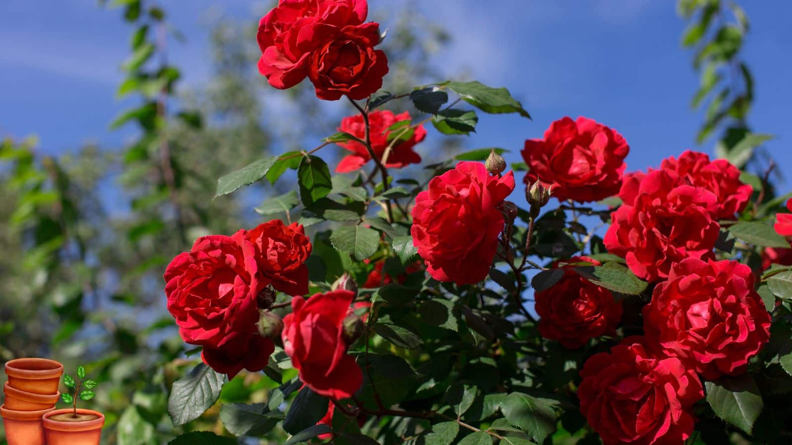 Rose Plant: पौधा सिर्फ पत्तों से भर गया? ये टिप्स अपनाएं और देखें गुलाबों की बरसात!