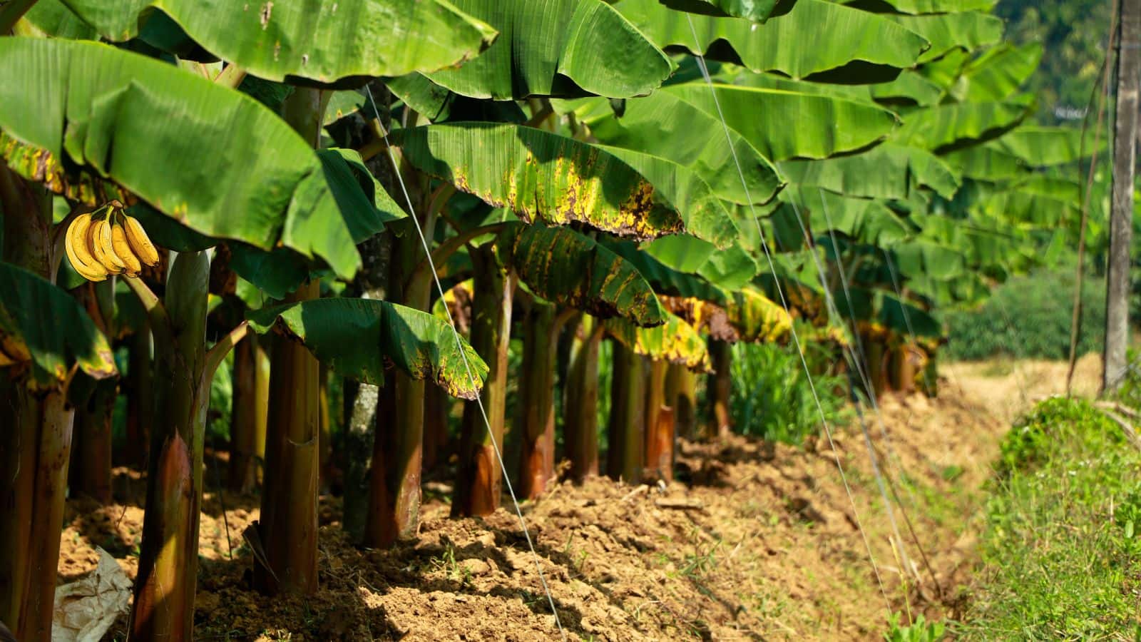 Banana Farming: केले की फसल से करें मोटा मुनाफा, जानें आसान और असरदार तरीके!