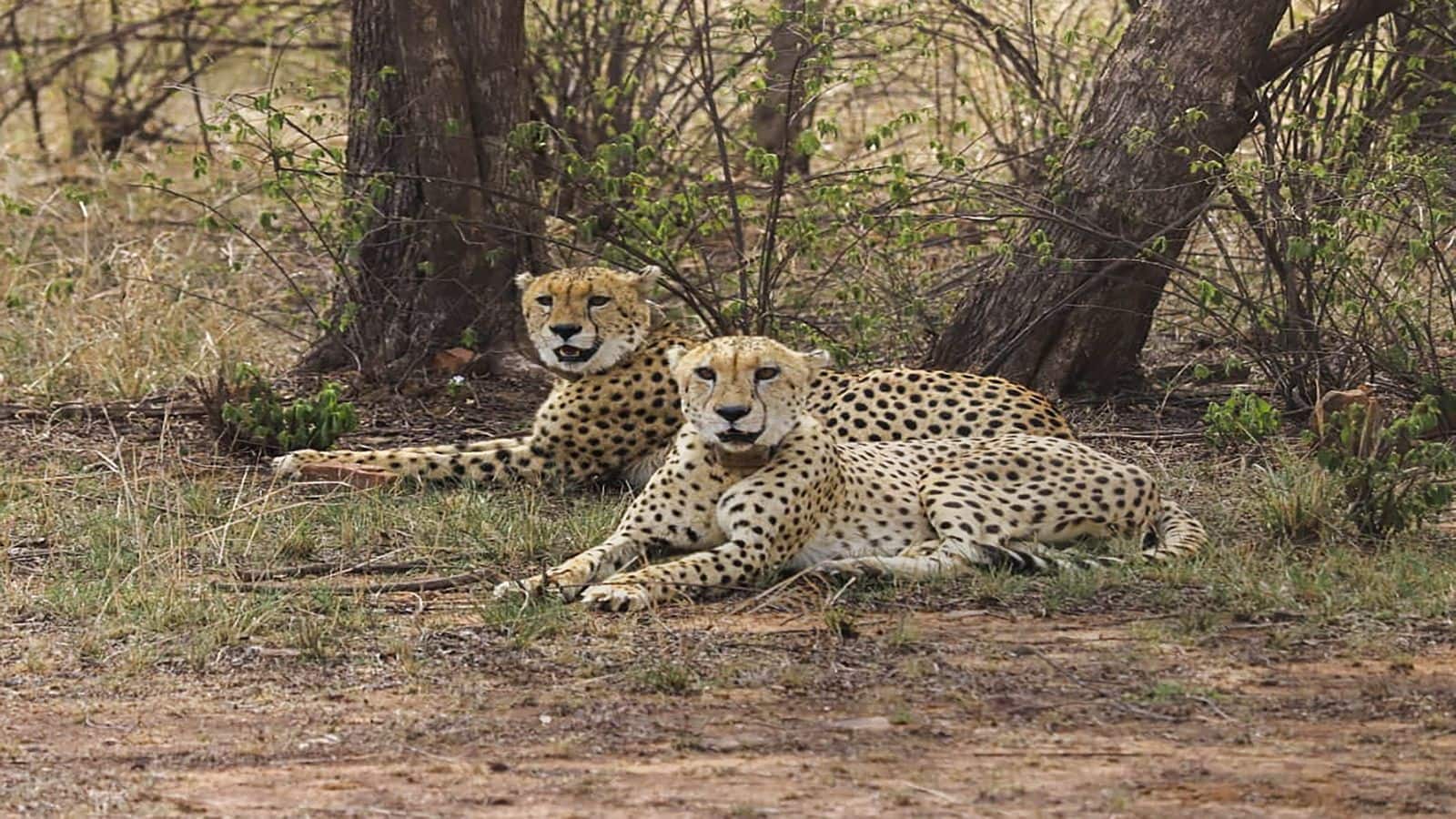 Project Cheetah: मोदी सरकार ने लिया ठान! भारत से विलुप्त हो चुके चीते अगले 10 सालों में बनेंगे 'भारत की शान'