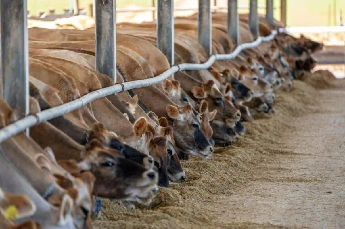 DORB के निर्यात से प्रतिबंध हटाने की मांग, जानिए किसानों और चावल मिलों की क्या है दिक्कत