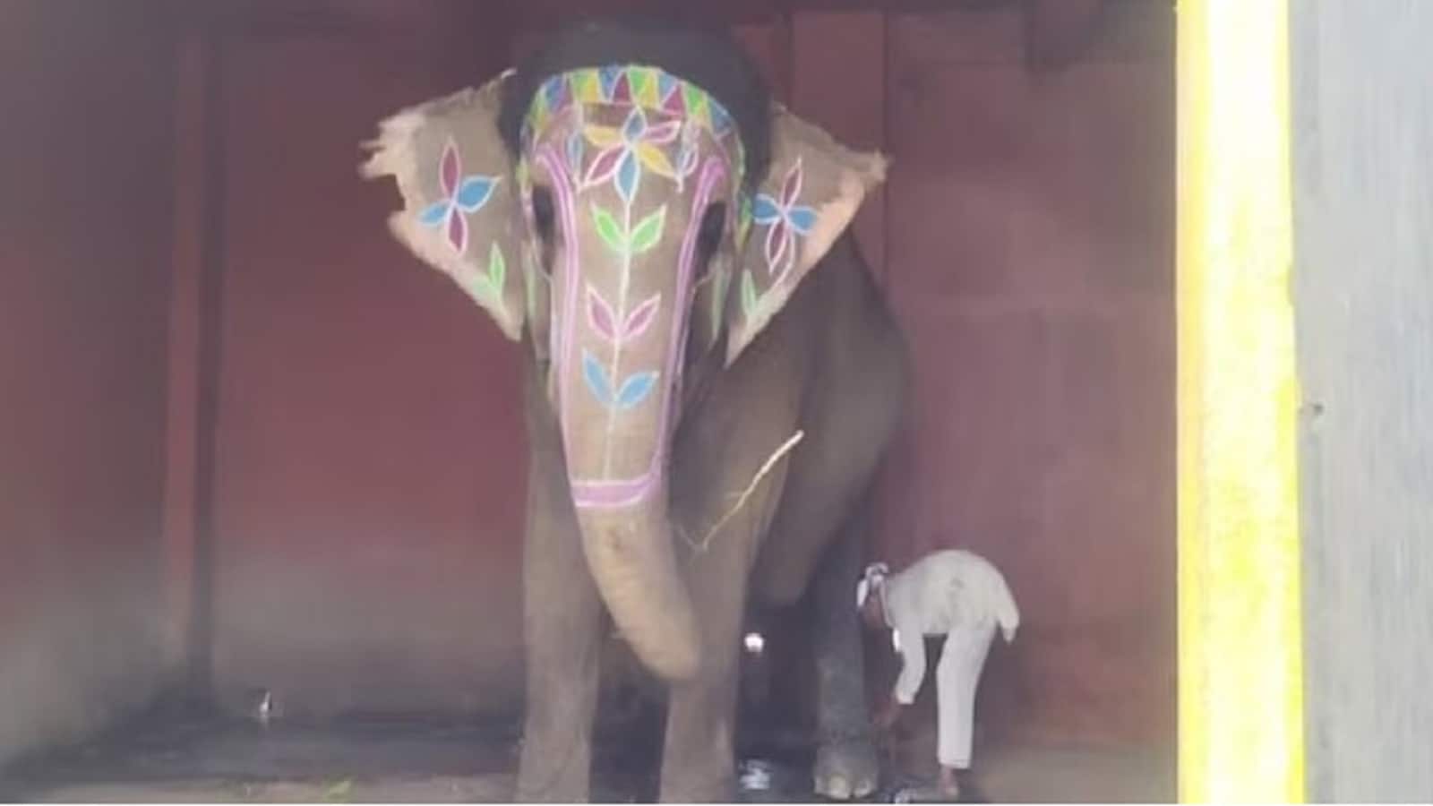 मध्य प्रदेश के इस शहर में बड़े रौब से निकलती है हथिनी लक्ष्मी, महावत की भी हो जाती है मौज