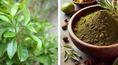मेहंदी का पौधा घर की बालकनी, छत या गार्डन में उगाया जा सकता है। यह न केवल आपको केमिकल-फ्री मेहंदी देता है बल्कि घर को हरा-भरा और सुंदर भी बनाता है। सही तरीके से लगाएं और पोषण करें तो पौधा तेजी से बढ़ेगा और लंबे समय तक फल देगा।  
