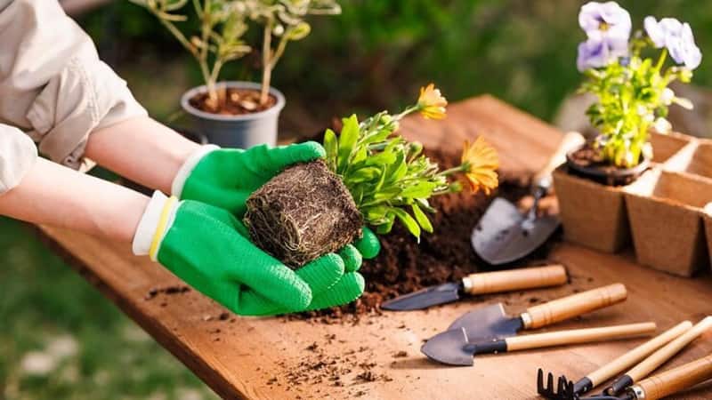 Home Gardening Tips: अगर आप भी घर पर कर रहे गार्डनिंग तो जरूर रखें इन खास बातों का ध्यान, बगिया हमेशा रहेगी हरी-भरी