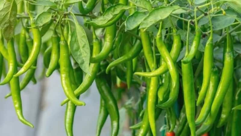 Green Chilli Plant: घर के गमले में उगाएं हरी मिर्च का पौधा, बस अपना लें ये  आसान स्टेप - grow green chilli plant in a pot at home just follow these easy