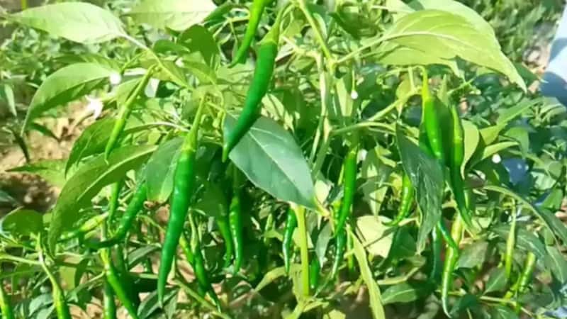 Green Chilli Plant: घर के गमले में उगाएं हरी मिर्च का पौधा, बस अपना लें ये  आसान स्टेप - grow green chilli plant in a pot at home just follow these easy