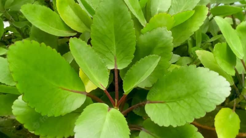 Gardening Tips: ना बीज का चक्कर ना ही को तने का खर्चा, सिर्फ पत्तियों से ही उगाएं ये पौधे... जो बढाएंगे आपके बालकनी की शान