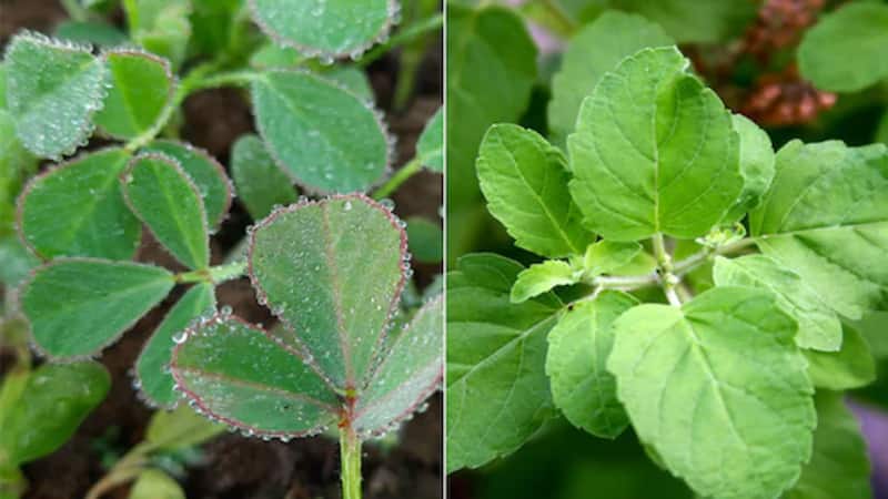 Gardening Tips: घर में लगाएं ये पौधे, पाएं भरपूर ऑक्सीजन और ताजगी...स्वास्थ्य सुधारने भी करेंगे मदद Gardening Tips: घर में लगाएं ये पौधे, पाएं भरपूर ऑक्सीजन और ताजगी...स्वास्थ्य सुधारने भी करेंगे मदद