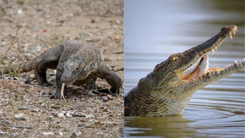Komodo Dragon vs Crocodile: धरती के दो सबसे खतरनाक शिकारी आमने-सामने, कौन होगा विजेता? जानिए इन खतरनाक क्रिएचर के बारे में दिलचस्प बातें