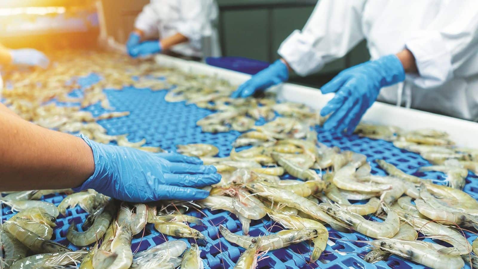 H-1B वीजा के बाद एक और झटका? अमेरिकी सांसदों ने भारत से झींगा एक्सपोर्ट पर टैरिफ लगाने का दिया प्रस्ताव