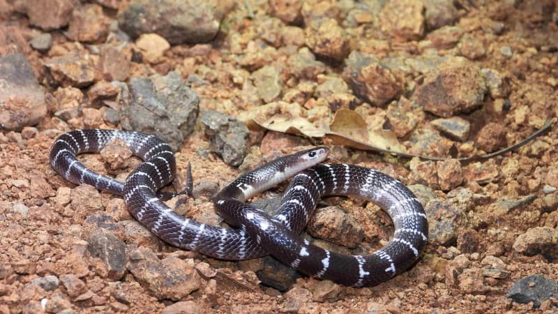 Snakebite risk: भारत में जहरीले सांपों का खतरा बढ़ा! ये हैं भारत के सबसे ज्यादा जहरीले सांप जिनसे हजारों इंसानों को है खतरा