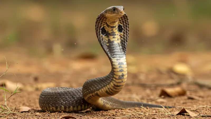 Snakes: अगर घर के आसपास हैं ये 5 चीजें तो बढ़ता हैं सांप के आने का खतरा, ऐसे करें बचाव