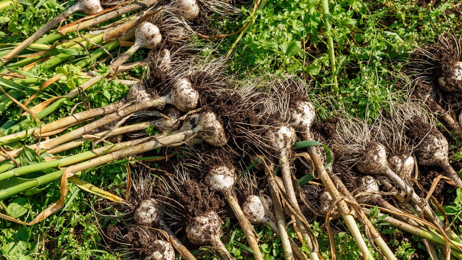 Agriculture Tips: बीज चयन से लेकर कटाई तक, लहसुन की फसल के लिए अपनाएं ये आसान तरीके, मुनाफा होगा बंपर