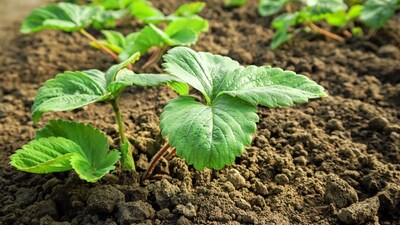 Agriculture Tips: बाबू खा लगभग 5 एकड़ जमीन में तुवर, सोयाबीन, मक्का और खासकर सब्जियों की खेती करते हैं