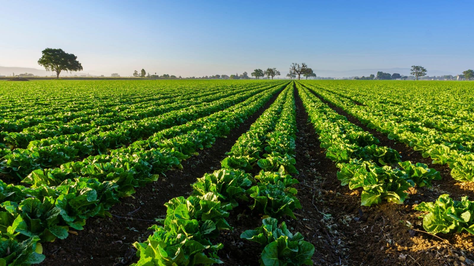 Farming Tips: सर्दियों में फसल बर्बाद होने से बचाएं, अपनाएं ये एक्सपर्ट टिप्स और पाएं बंपर पैदावार!