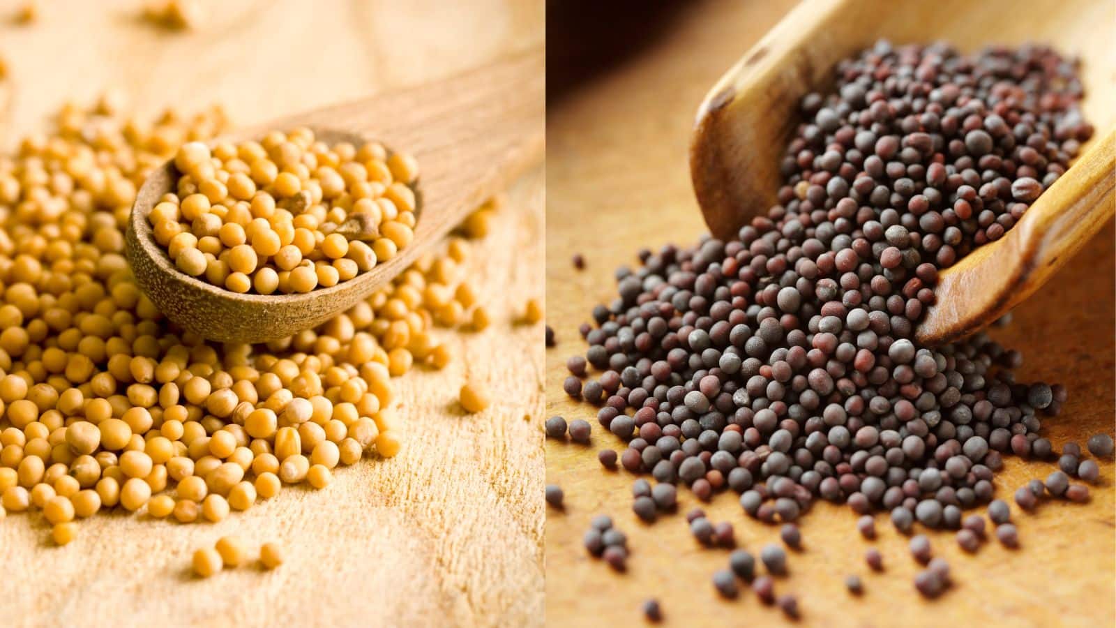 काली या पीली सरसों? एक बनाती है स्वाद, जानिए कौन सी सरसों है आपके लिए बेहतर! काली या पीली सरसों? एक बनाती है स्वाद, जानिए कौन सी सरसों है आपके लिए बेहतर!