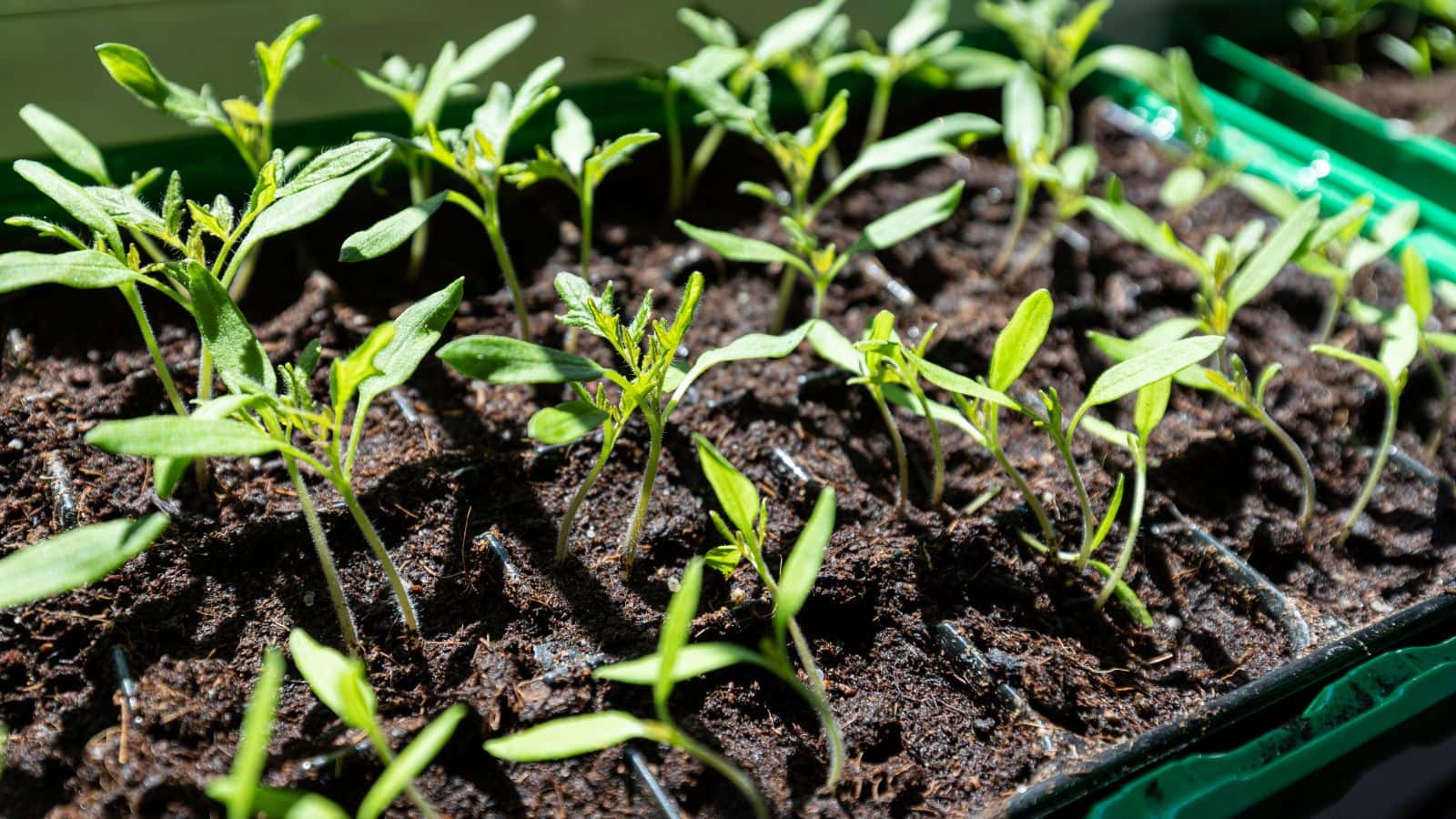 Gardening Tips: मिनटों में सीखें गमले में पालक उगाने का आसान तरीका, 40 दिन में मिलेगी हरी लहलहाती सब्जी!