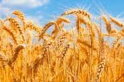 Agriculture Tips: सिर्फ इस गेहूं से ही मुमकिन है 45 क्विंटल प्रति हेक्टेयर पैदावार, जानिए पूरा तरीका