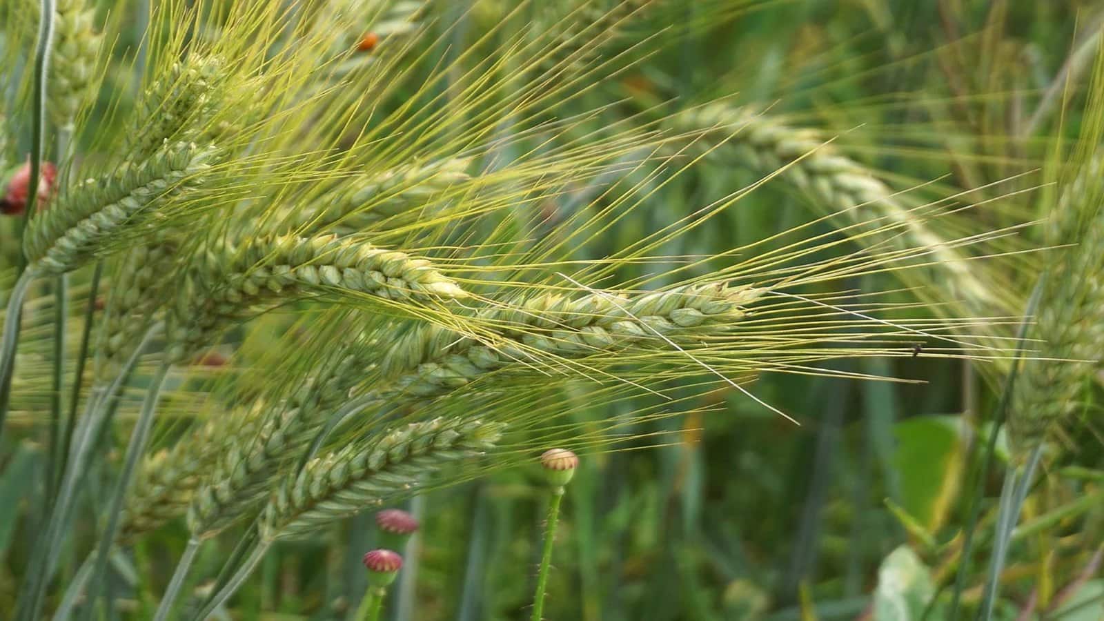 Advance Agrolife IPO का अलॉटमेंट आज हो रहा है फाइनल, ऐसे कर सकते हैं चेक