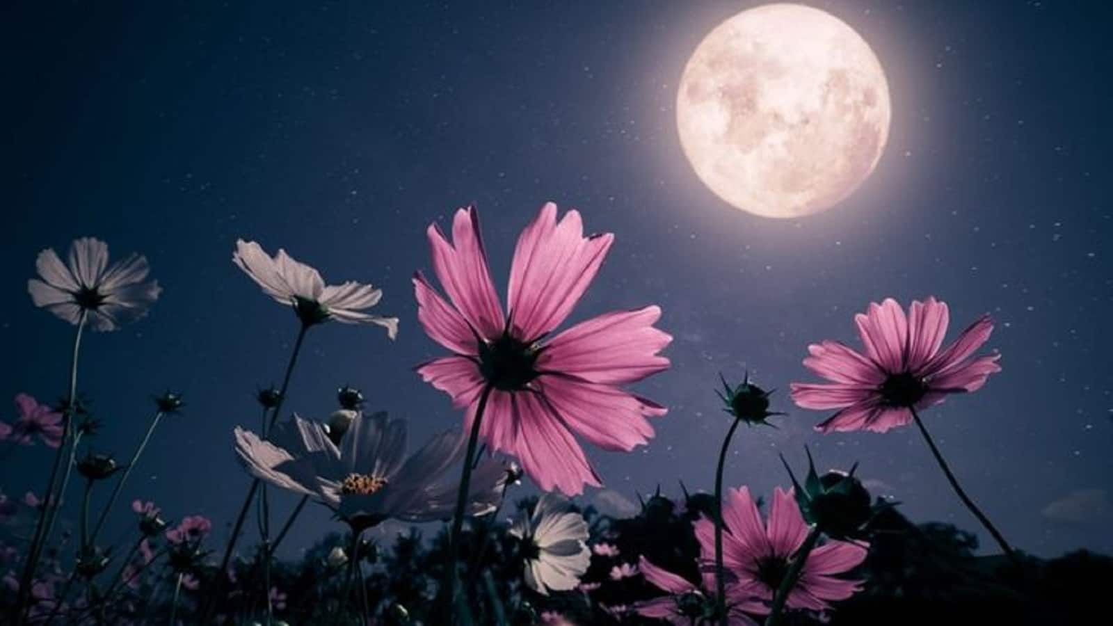 Sharad Purnima 2025: शरद पूर्णिमा की रात चांद से अमृत बरसने का क्या है सच? आइए जानें