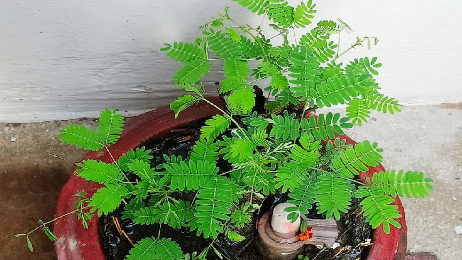 Narak Chaturdashi Upay: कल छोटी दिवाली के दिन शमी के पौधे के ये उपाय अकाल मृत्यु के डर से करेंगे रक्षा, जानें इनके बारे में