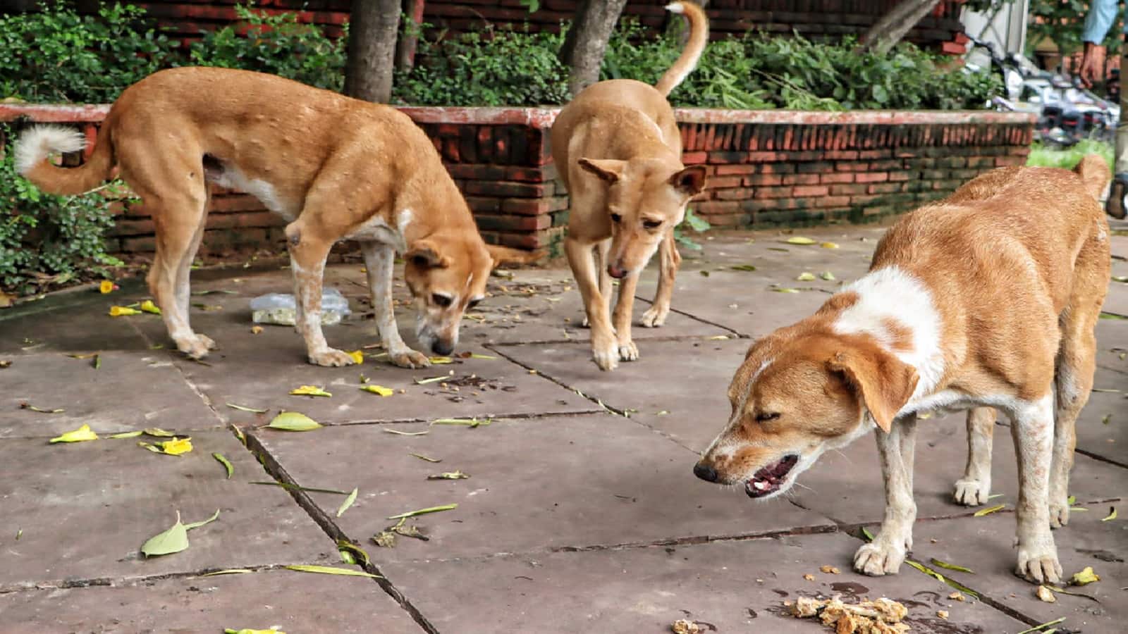 जेएलएन स्टेडियम में पांचवीं बार आवारा कुत्तों का आतंक, वर्ल्ड पैरा एथलेटिक्स चैंपियनशिप में दो विदेशी कोच पर हमला