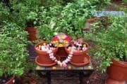 Tulsi Vivah 2025 Upay: तुलसी विवाह के दिन तुलसी के पौधे पर अर्पित करें हल्दी वाला दूध, शादी में आ रही अड़चन होगी दूर