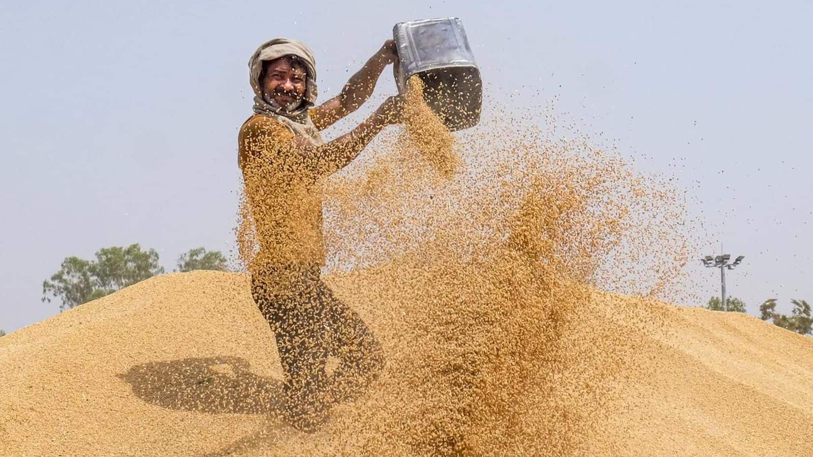 दिवाली से पहले किसानों को मिला बड़ा गिफ्ट, गेहूं का MSP 160 रुपये बढ़ा