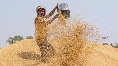  इस साल रबी सीजन के दौरान गेहूं की बुआई के क्षेत्र (रकबा) में भी शानदार बढ़त देखी गई है।  पिछले साल गेहूं की खेती 328.04 लाख हेक्टेयर में हुई थी