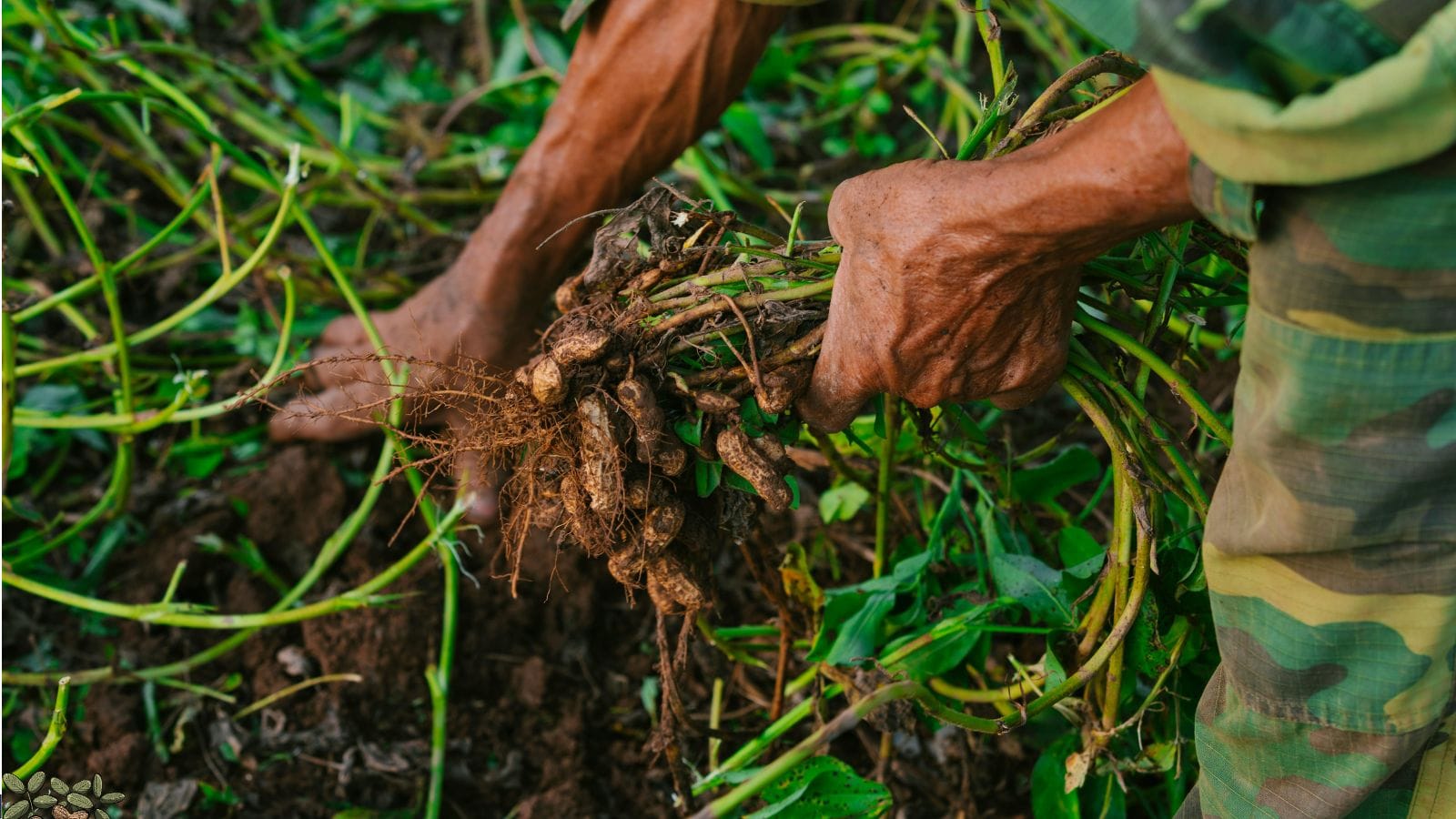 Agriculture Tips: नवंबर में बोएं यह फसल और मार्च तक बन जाए आपकी कमाई का जरिया Agriculture Tips: नवंबर में बोएं यह फसल और मार्च तक बन जाए आपकी कमाई का जरिया