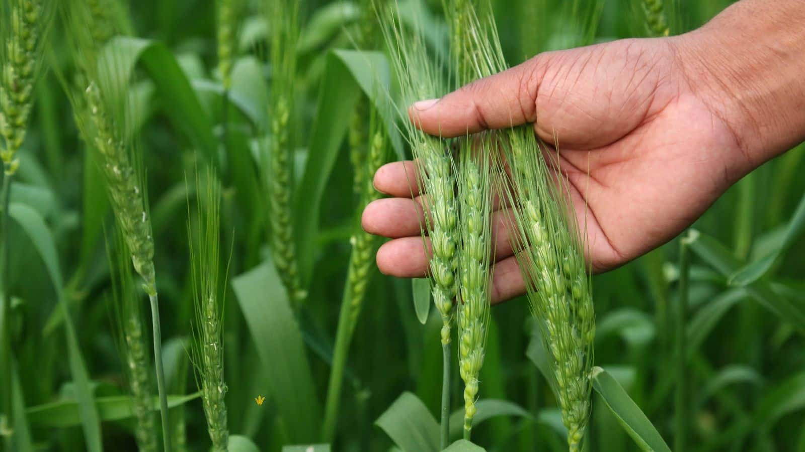 Agriculture tips: गेहूं की बुवाई के समय करें ये छोटा काम, बंपर होगी पैदावार Agriculture tips: गेहूं की बुवाई के समय करें ये छोटा काम, बंपर होगी पैदावार