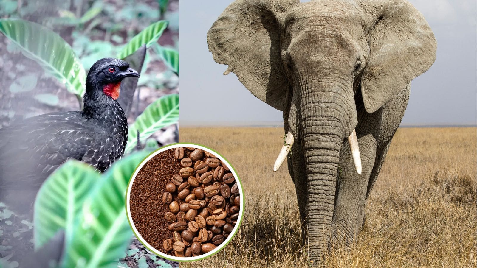 दुनिया की टॉप प्रीमियम कॉफी, लेकिन तैयार होती है जानवरों की पॉटी से, जानें पूरा सच