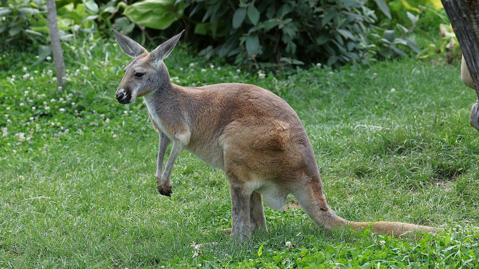 इन 10 ऑस्ट्रेलियाई जानवरों को देखकर आप रह जाएंगे दंग, नंबर 7 सच में है अनोखा!