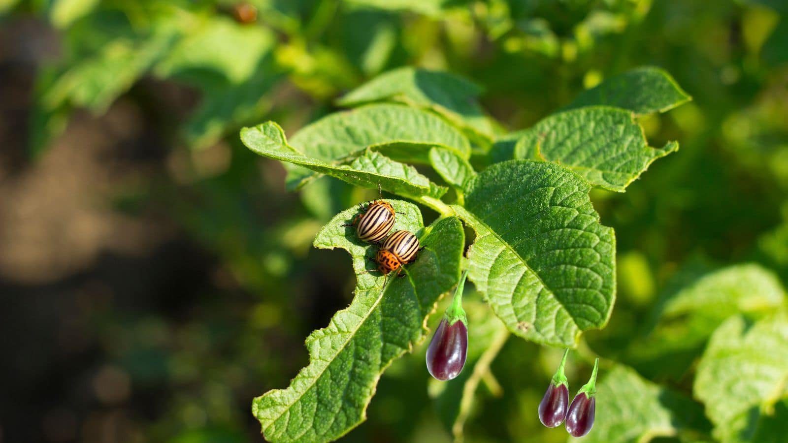 Farming Tips: महंगे स्प्रे भूल जाएं! ₹1 के शैंपू से बैंगन के पौधे होंगे कीट-मुक्त और लहलहा उठेंगे