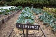 Cauliflower farming: सही तकनीक अपनाएं और फूलगोभी से घर बैठे पाएं छप्परफाड़ मुनाफा