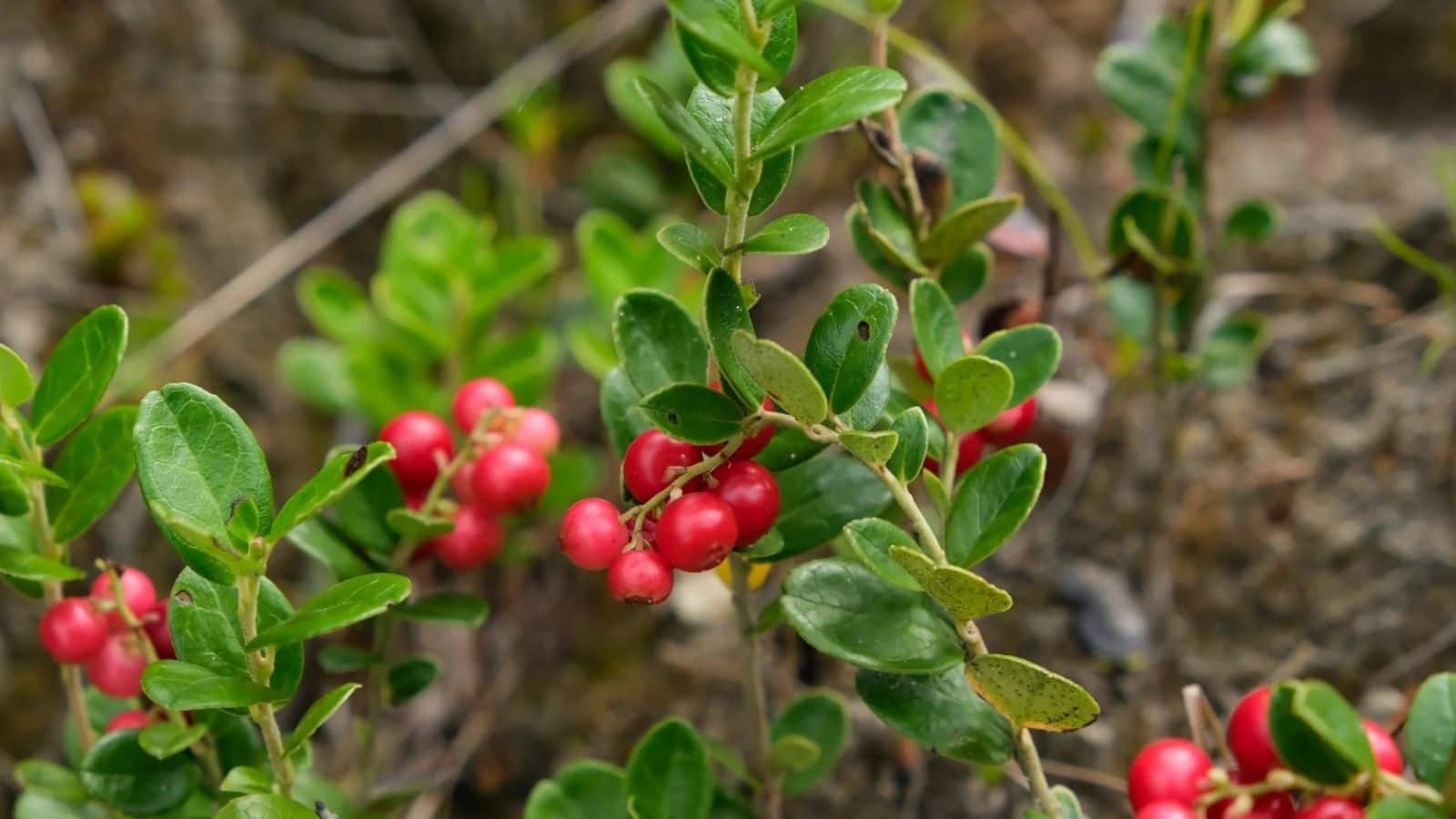 Cultivation tips: ये पौधा बनेगा किसानों की कमाई का नया जरिया, जानें कैसे बढ़ रहा मुनाफा