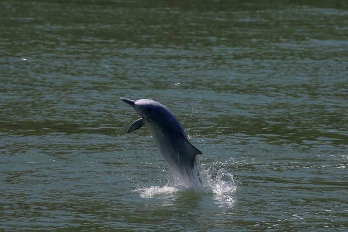 Dolphin in India: भारत की इन जगहों पर काफी करीब से दिखती हैं डॉल्फिन, शानदार होगा ये टूर