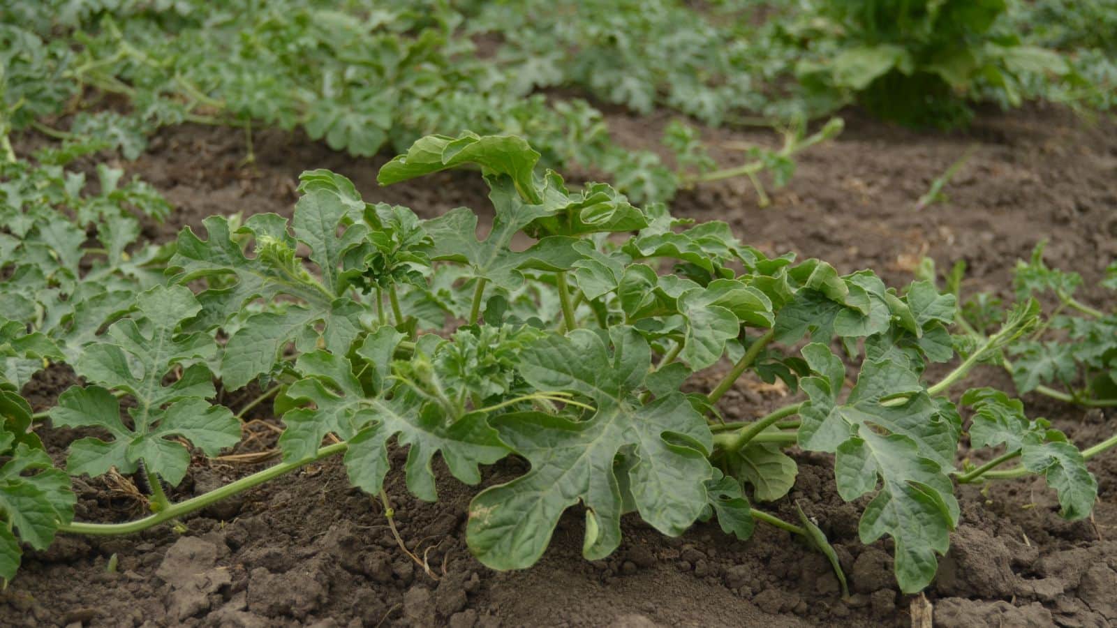 Farming Tips: जौनपुर में किसान ने सिर्फ खीरा-तरबूज से कमाए लाखों, खेती का तरीका जान आप भी रह जाएंगे दंग