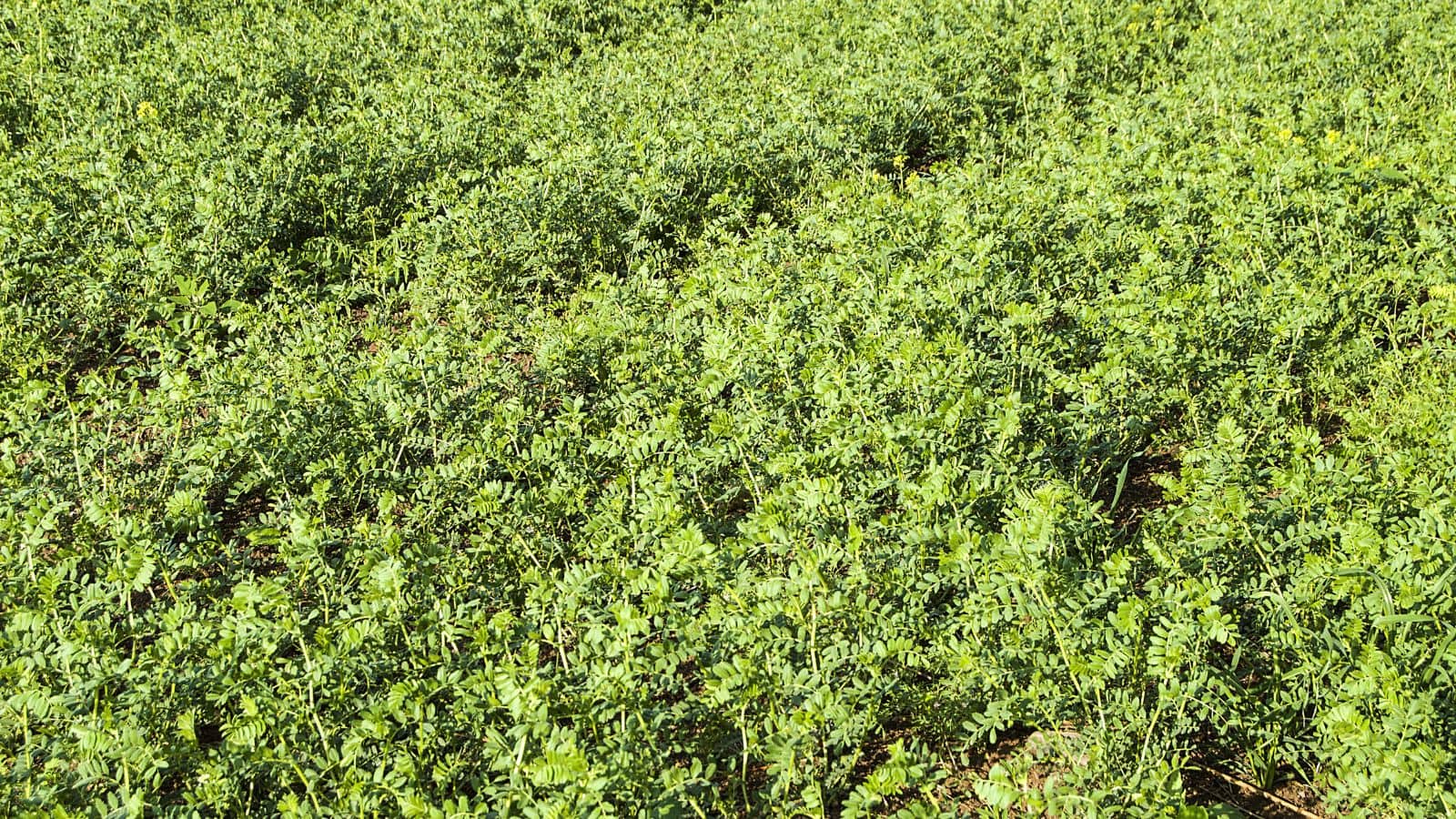 Agriculture Tips: इस खास तकनीक से चने की खेती करना हुआ आसान,  कम लागत में होगी जमकर कमाई