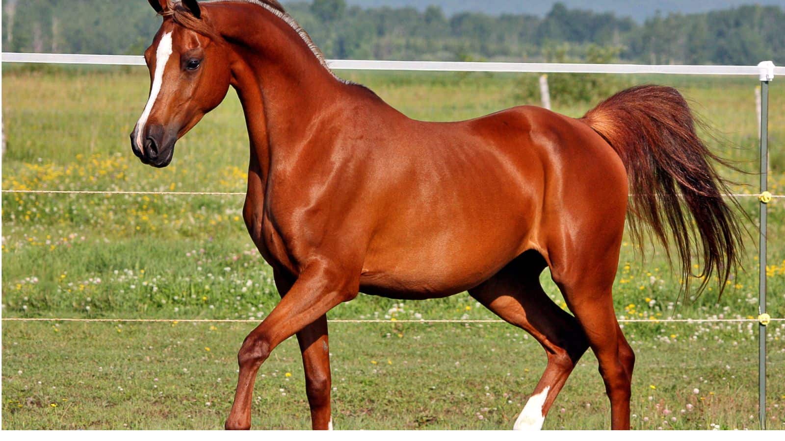 कभी सोचा है खड़े-खड़े ही क्यों सोते हैं घोड़े? जानें इसके पीछे की हैरान करने वाली वजह कभी सोचा है खड़े-खड़े ही क्यों सोते हैं घोड़े? जानें इसके पीछे की हैरान करने वाली वजह