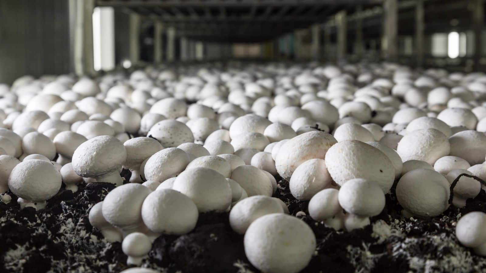 Mushroom Farming: कम जगह, कम खर्च, ज्यादा मुनाफा, मशरूम खेती से छोटे किसान होंगे मालामाल Mushroom Farming: कम जगह, कम खर्च, ज्यादा मुनाफा, मशरूम खेती से छोटे किसान होंगे मालामाल