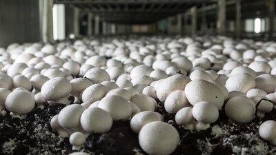 Mushroom farming:  मशरूम उत्पादन को बढ़ावा देने के लिए सरकार भी किसानों को मदद देती है। 